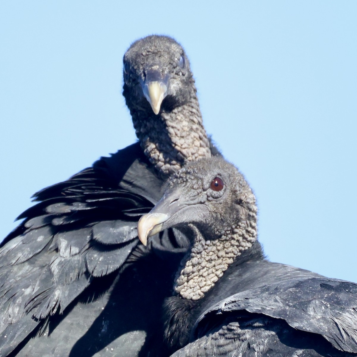 Black Vulture - ML645867820