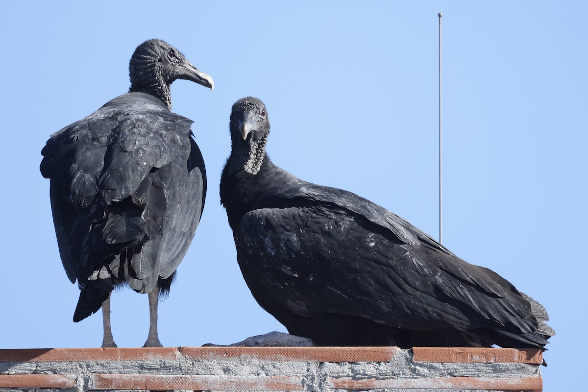Black Vulture - ML645867821