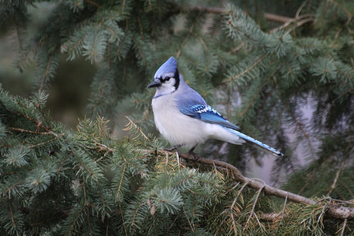 Blue Jay - ML645867823