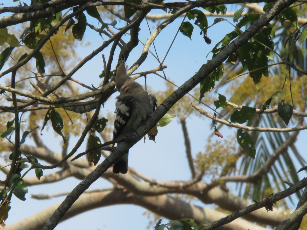Common Hoopoe - ML645867830