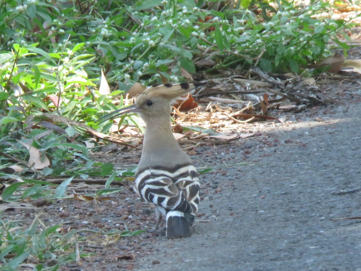 Common Hoopoe - ML645867832