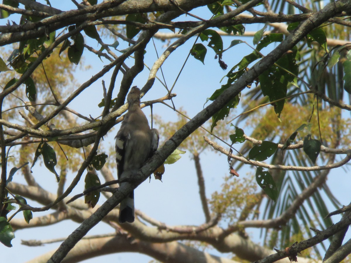 Common Hoopoe - ML645867833