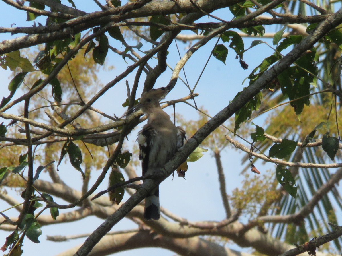 Common Hoopoe - ML645867834