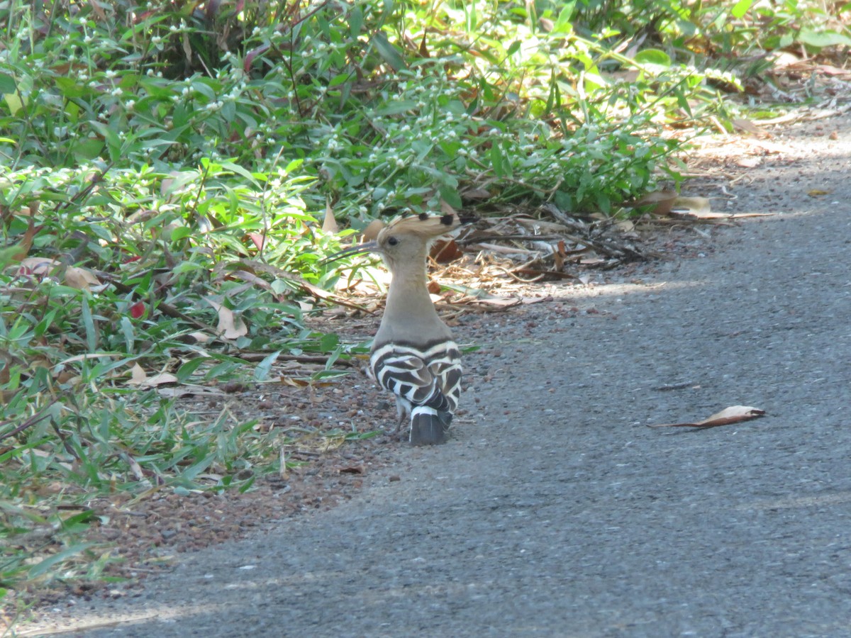 Common Hoopoe - ML645867835