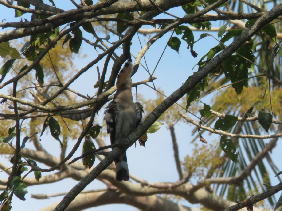 Common Hoopoe - ML645867836