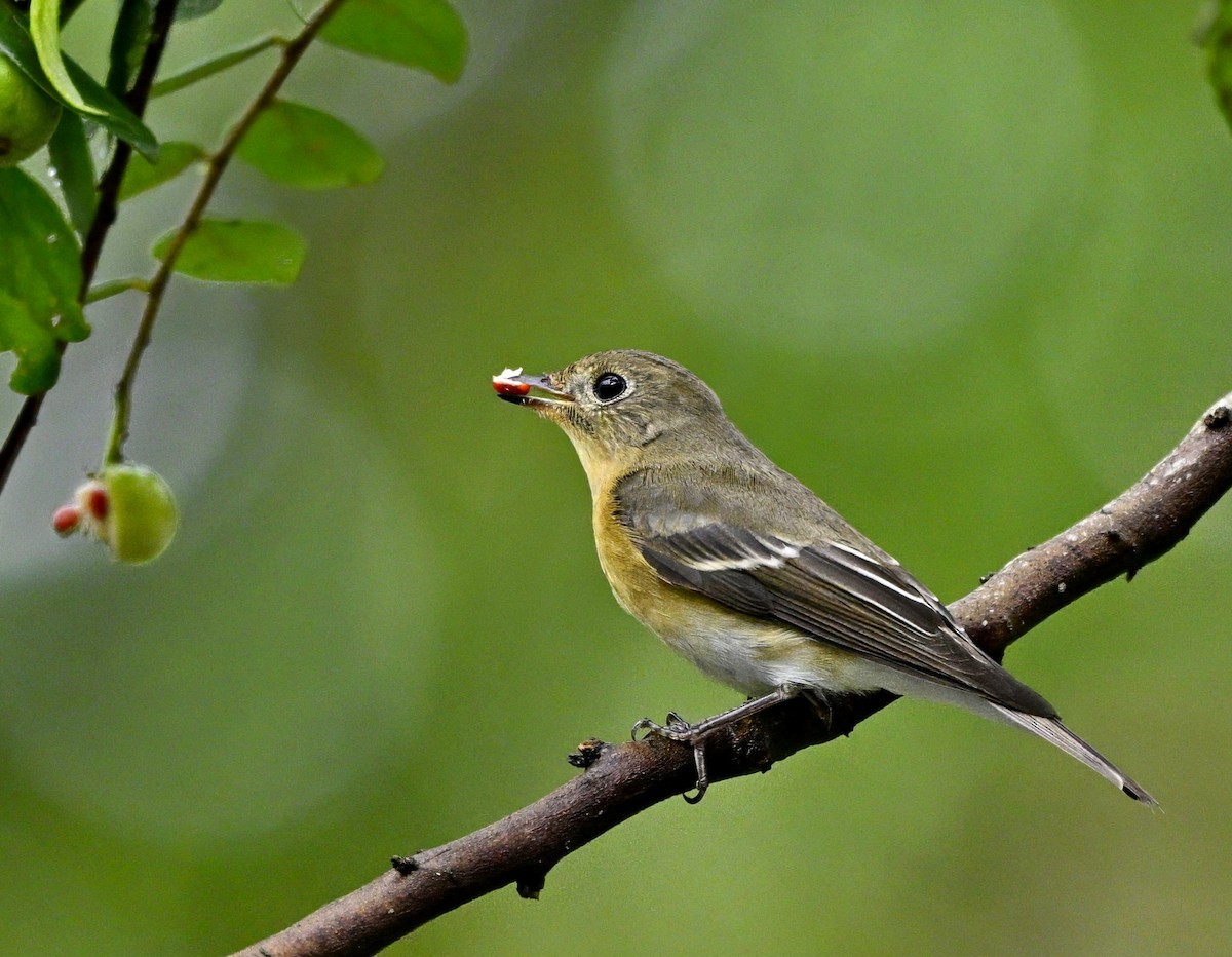 Mugimaki Flycatcher - ML645867841