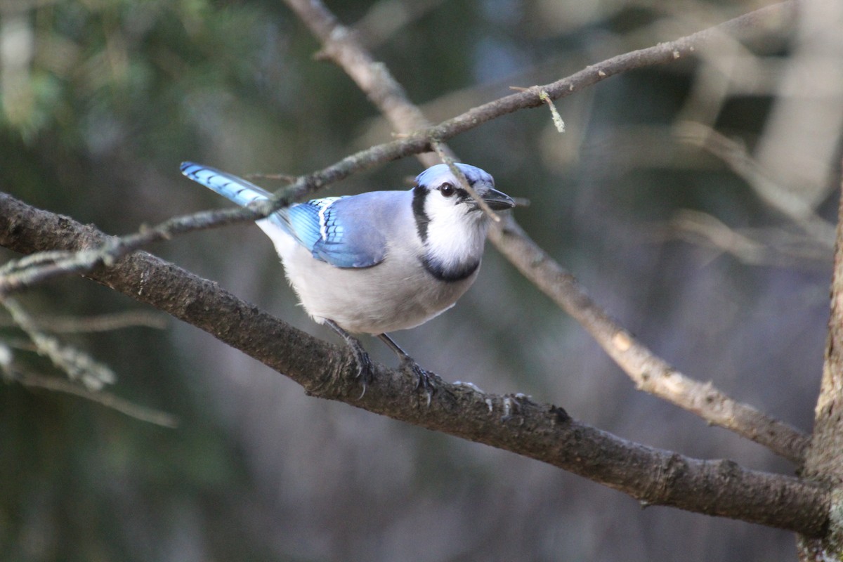Blue Jay - ML645867845