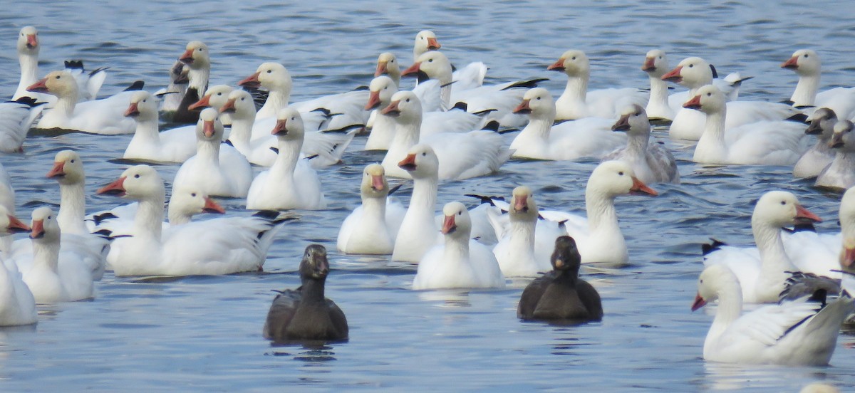 Snow Goose - ML645867849