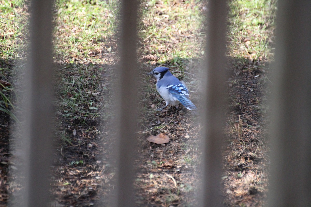 Blue Jay - ML645867851