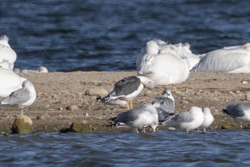 Gaviota Sombría - ML645867852