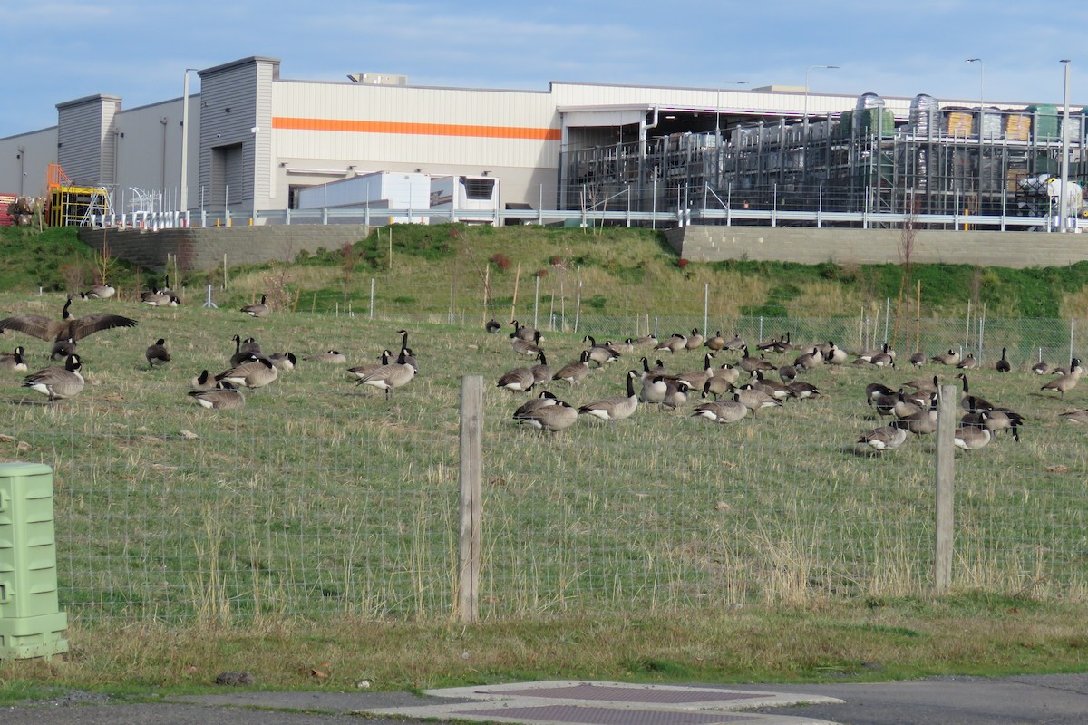 Canada Goose (moffitti/maxima) - ML645867853