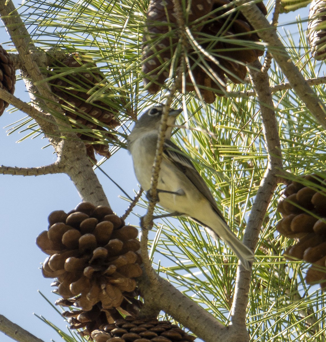 Plumbeous Vireo - ML645867856