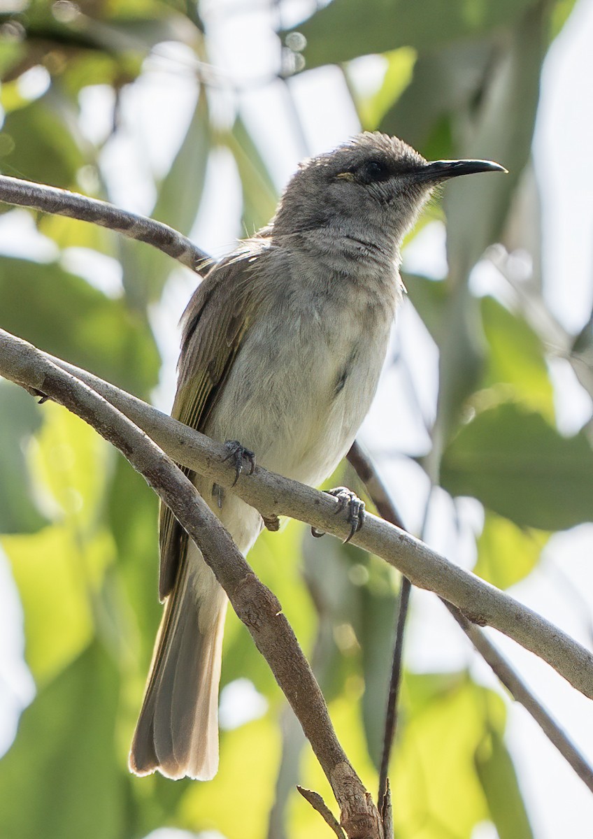 Brown Honeyeater - ML645867865
