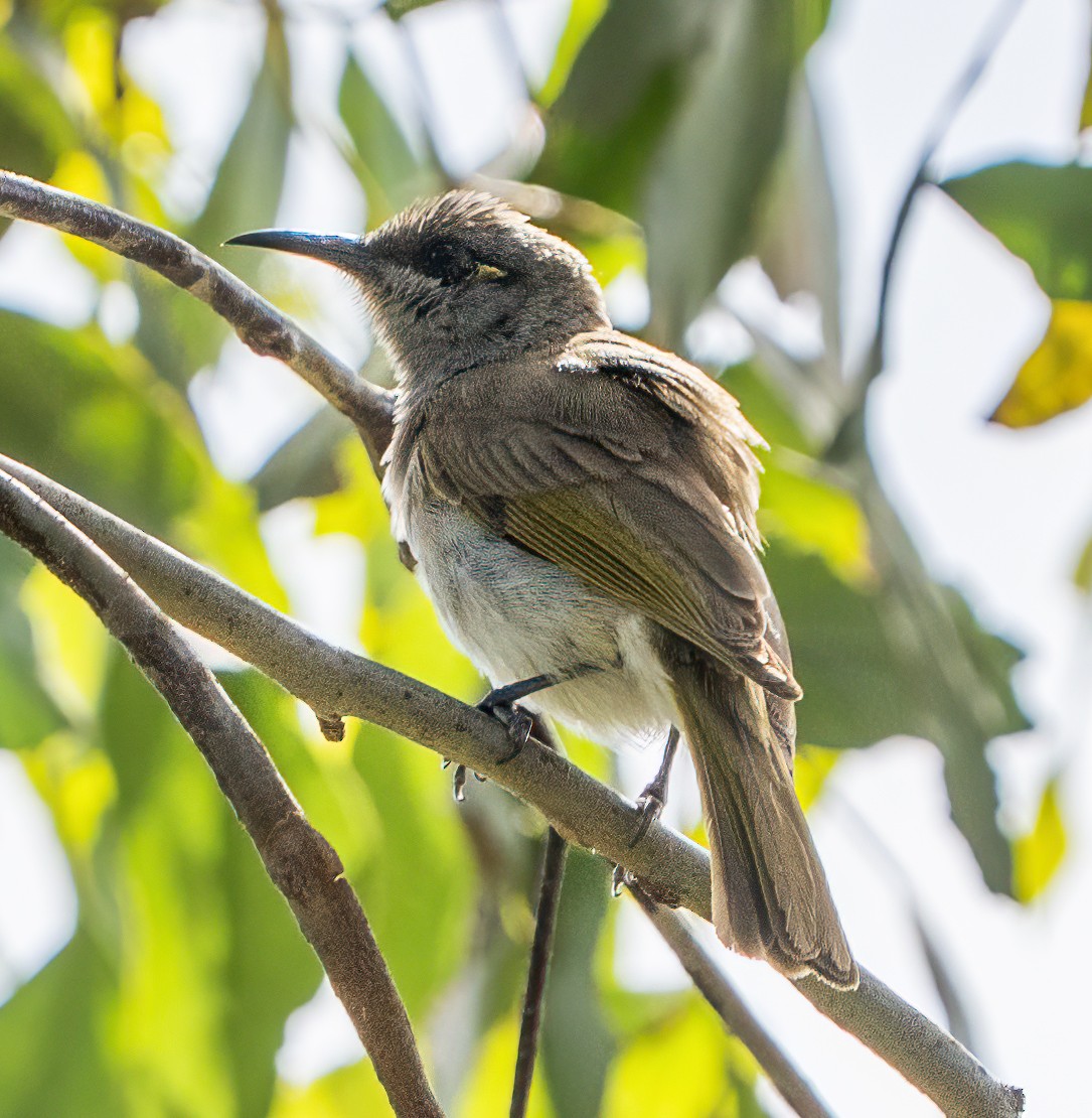 Brown Honeyeater - ML645867866