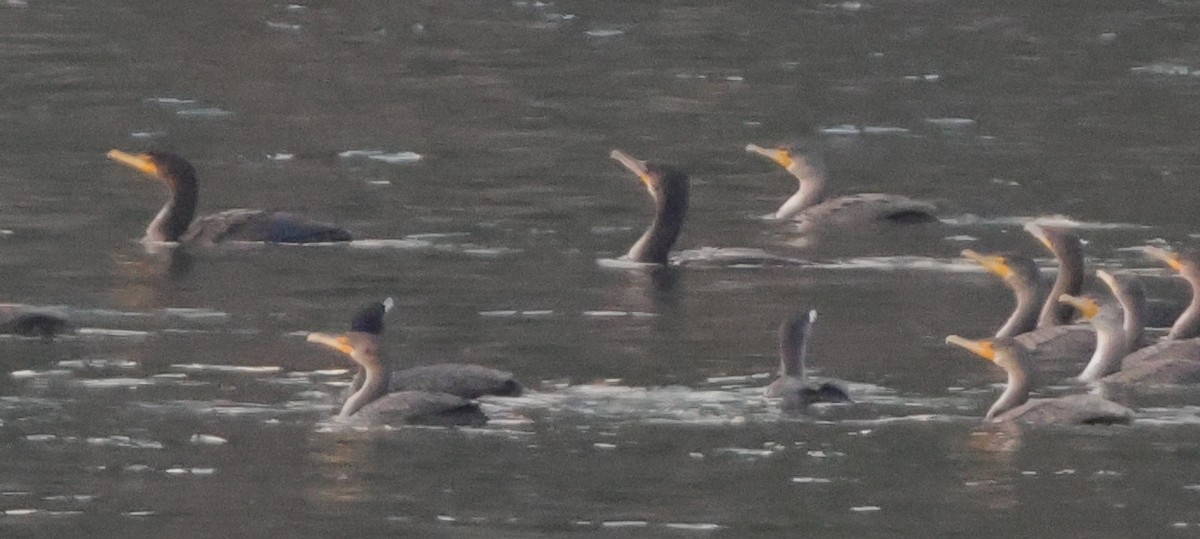 Great Cormorant - ML645867868