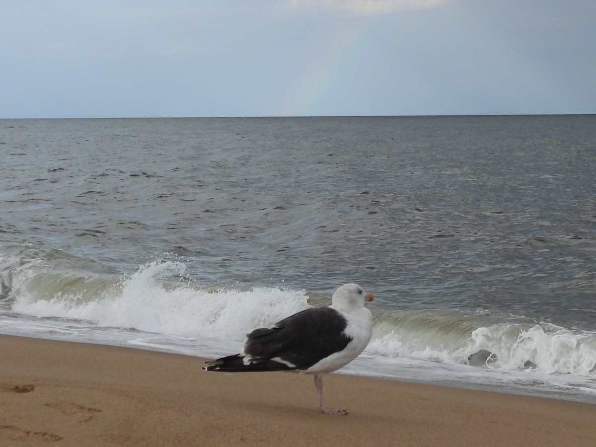 Great Black-backed Gull - ML645867871