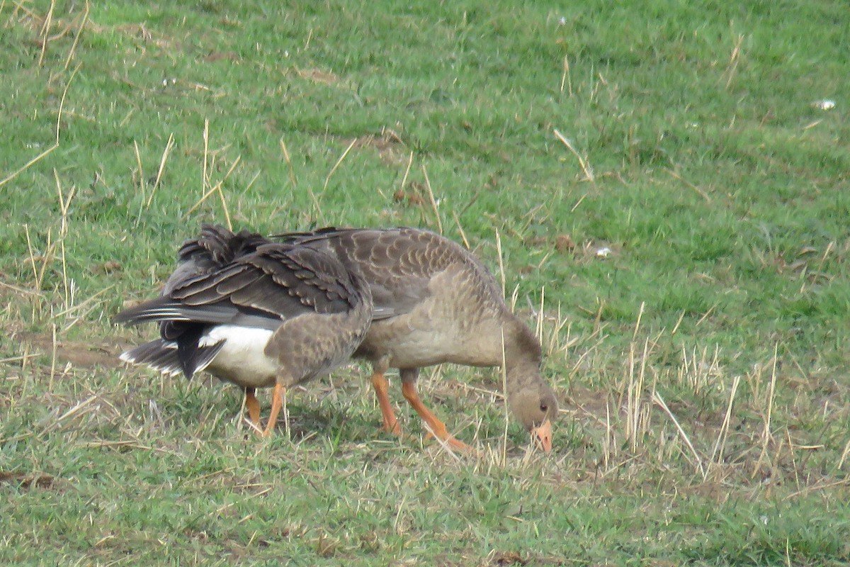 Greater White-fronted Goose - ML645867873