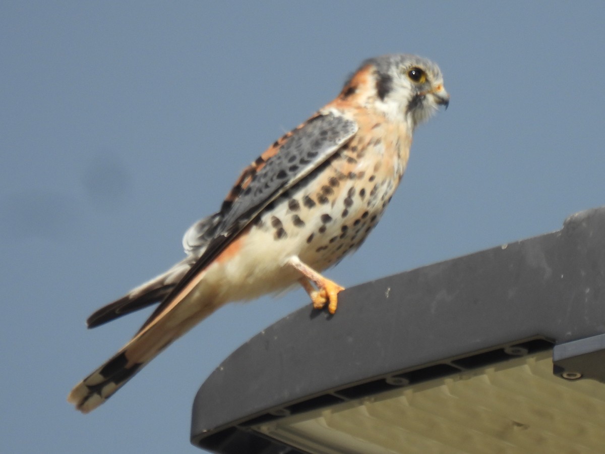 American Kestrel - ML645867874