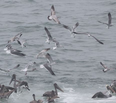 Gabbiano sghignazzante - ML645867875