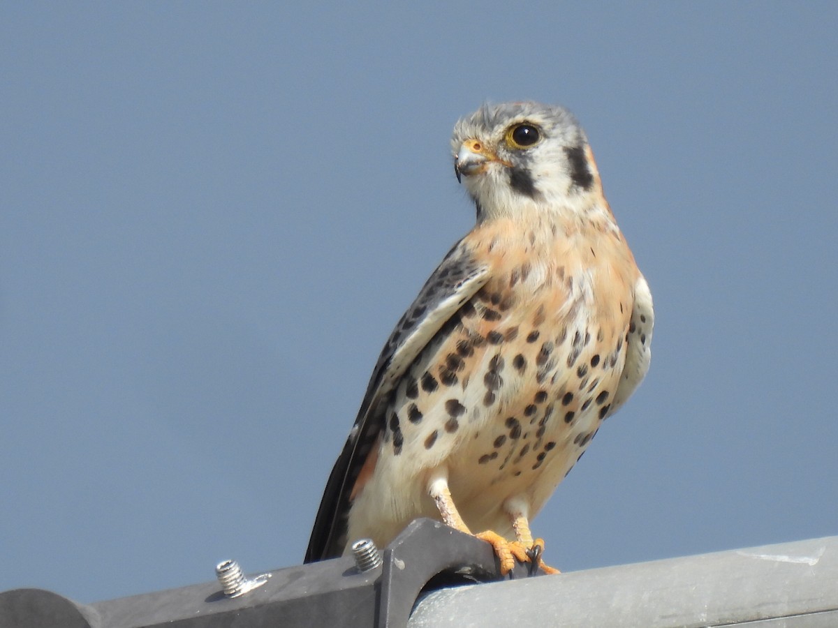 American Kestrel - ML645867878