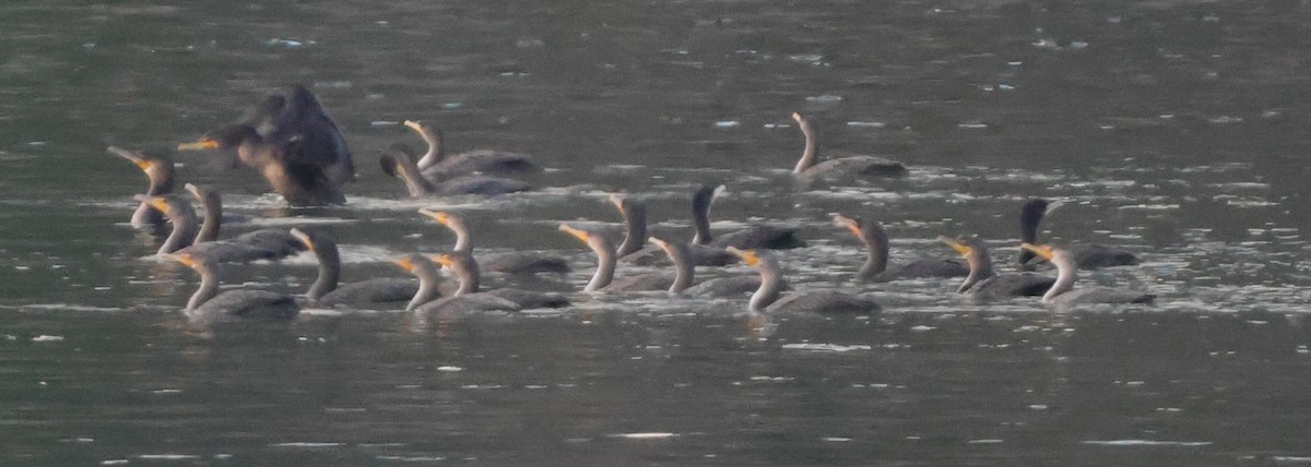 Great Cormorant - ML645867882