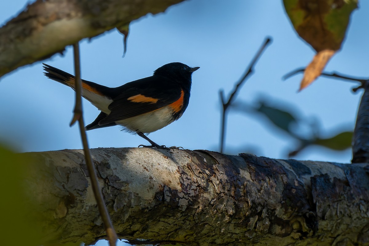 Горихвостковая древесница - ML645867886