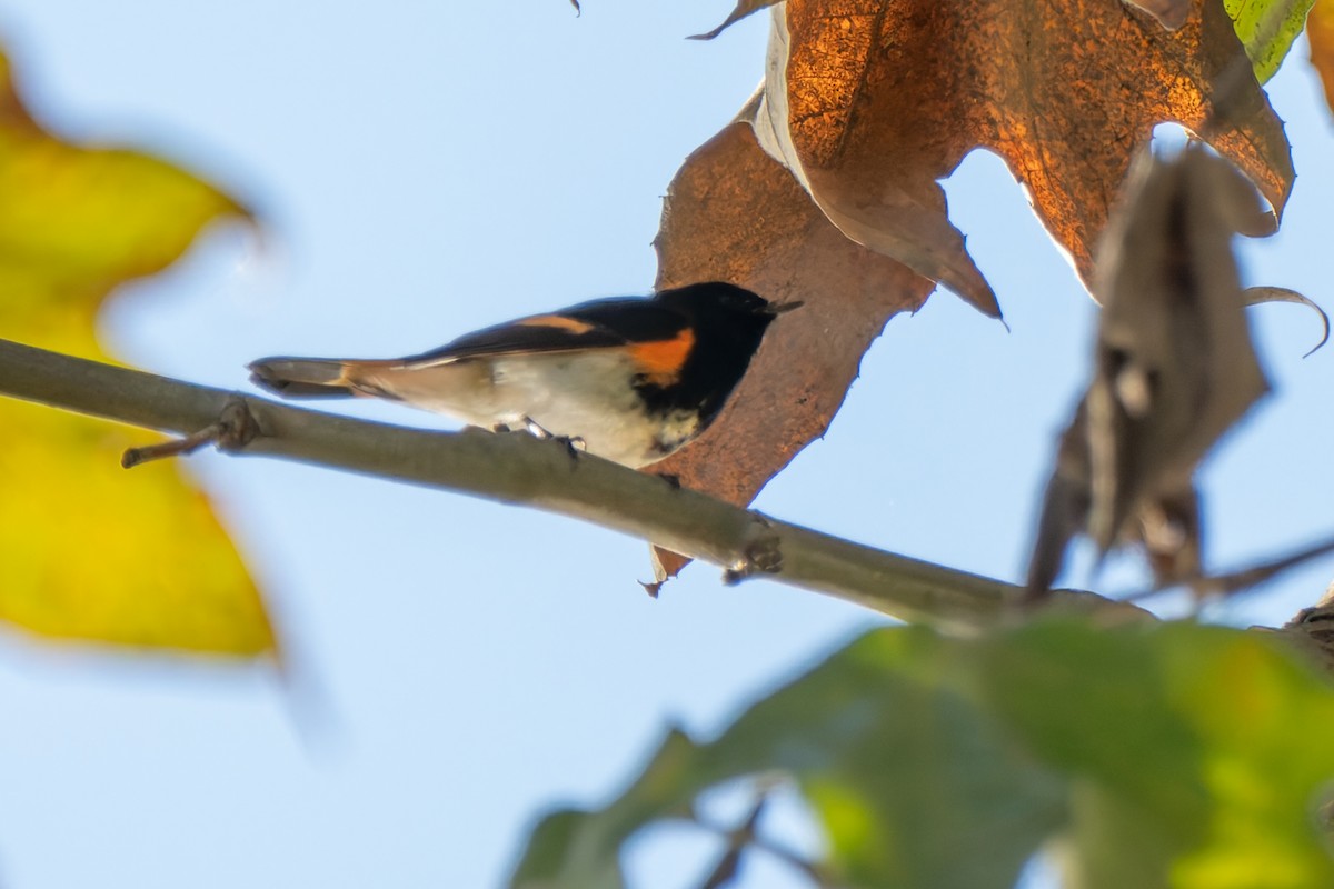 Горихвостковая древесница - ML645867887
