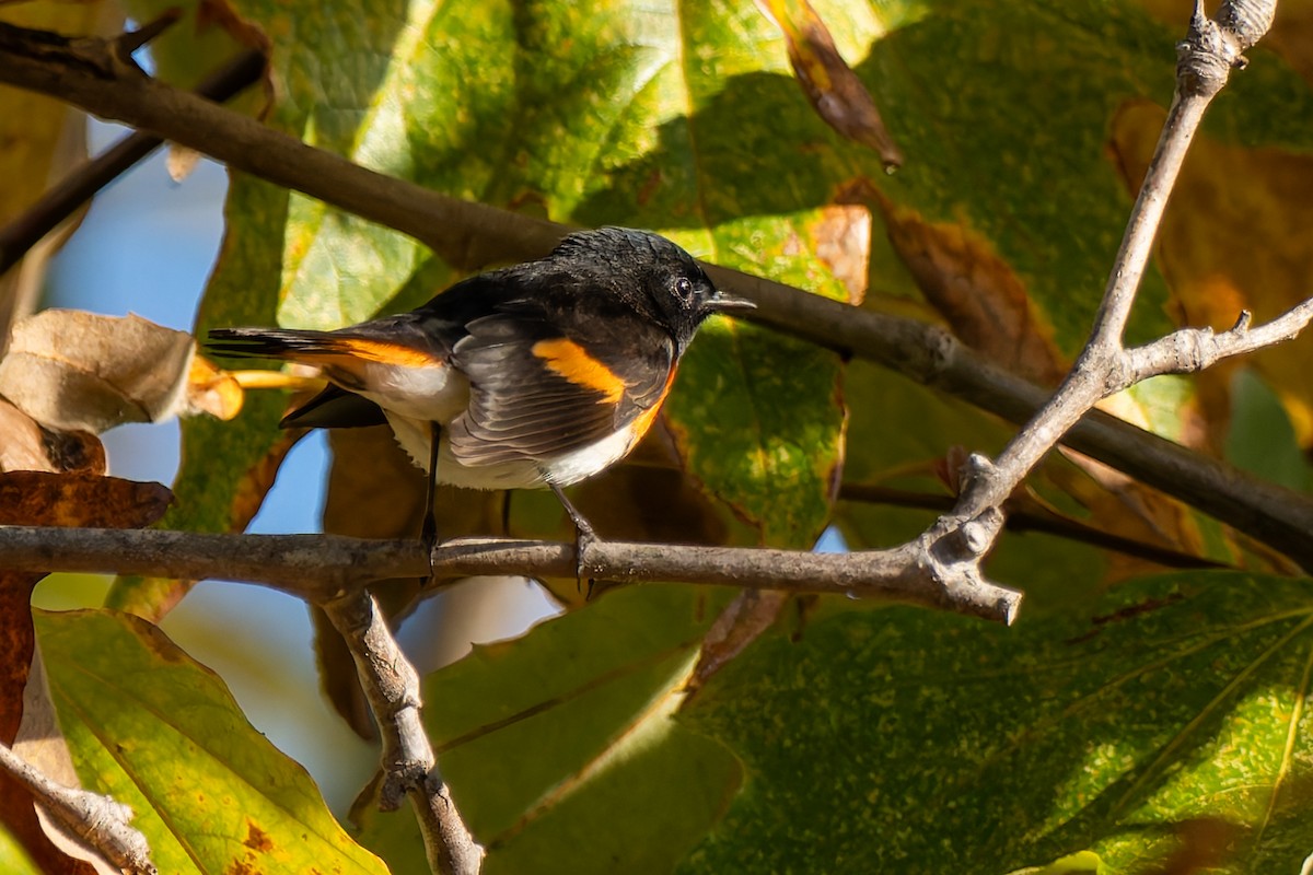 Горихвостковая древесница - ML645867888