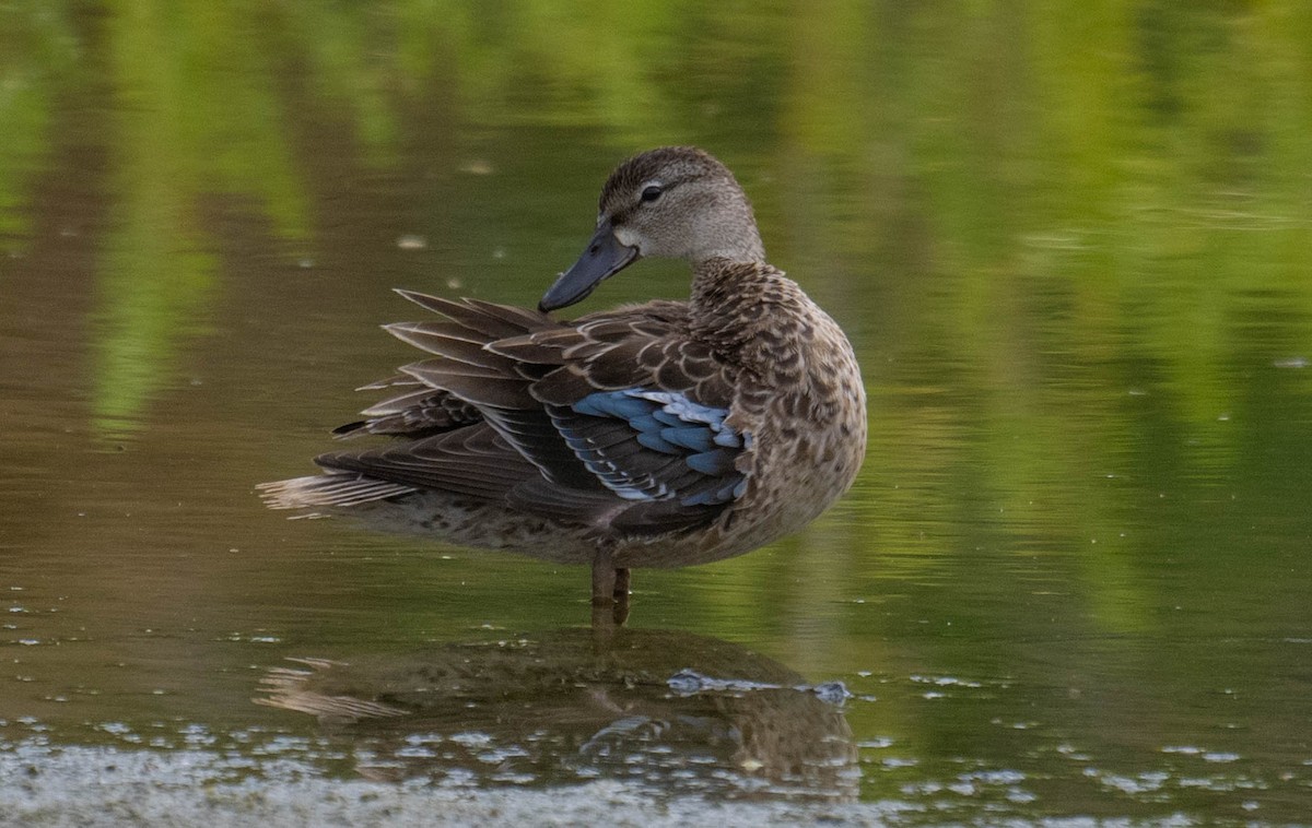 Zertzeta hegalurdina - ML645867891