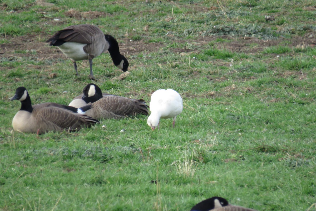 Ross's Goose - ML645867894