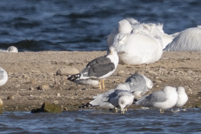 Gaviota Sombría - ML645867896