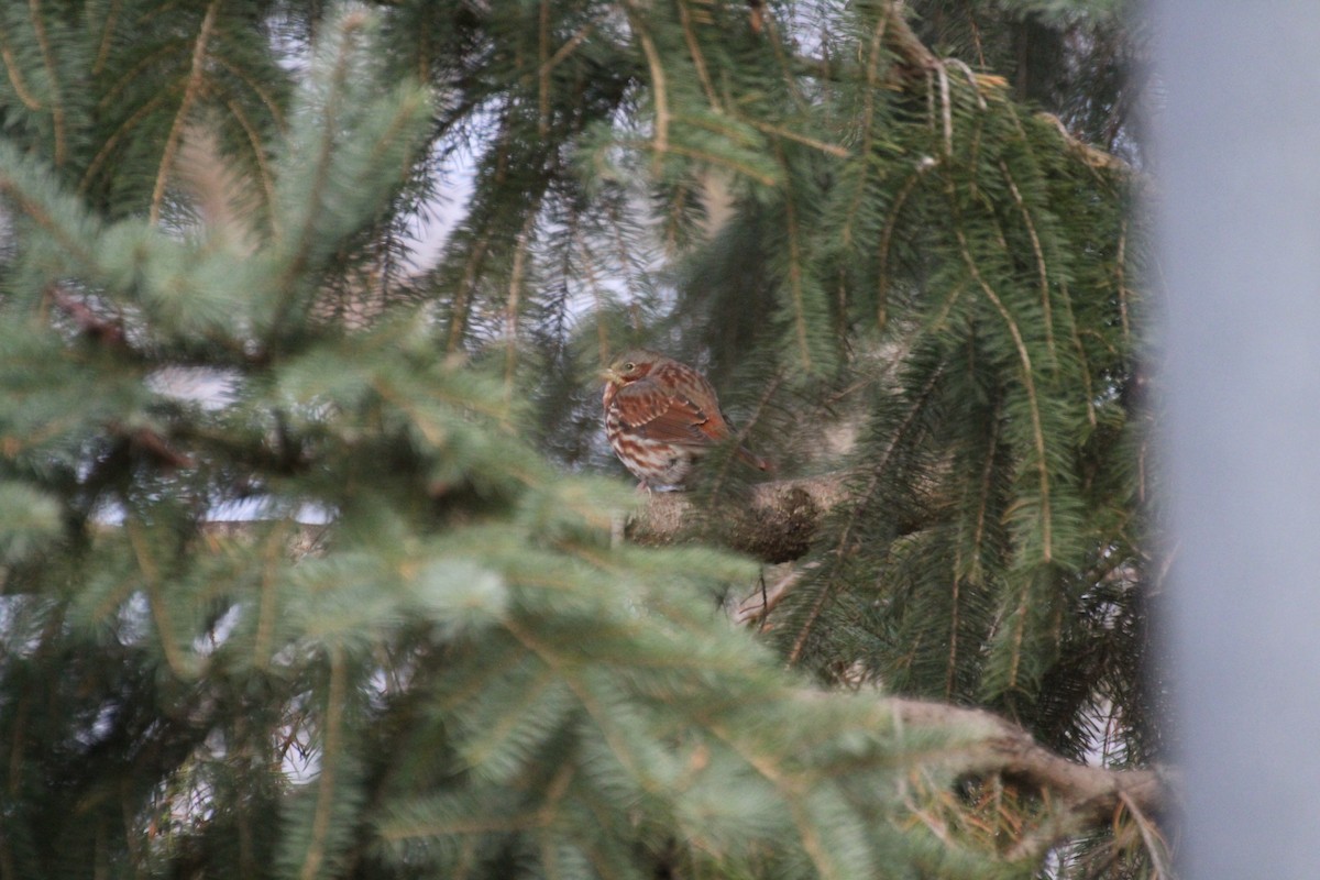 strnadec kaštanový - ML645867908