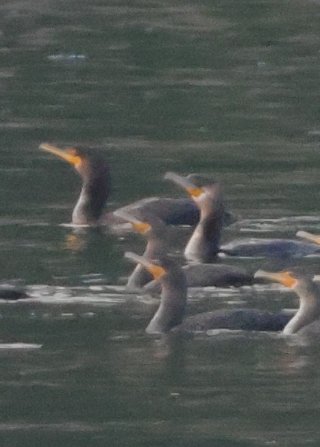 Great Cormorant - ML645867909
