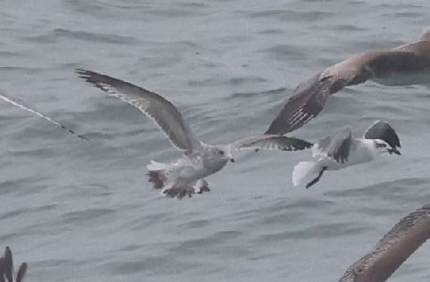 gull sp. - ML645867929