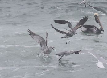 gull sp. - ML645867931