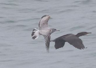 gull sp. - ML645867932