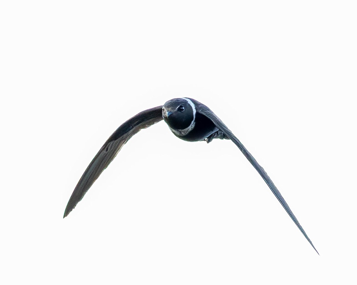 Halsbandsegler - ML645867933