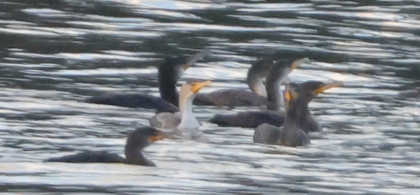 Great Cormorant - ML645867952