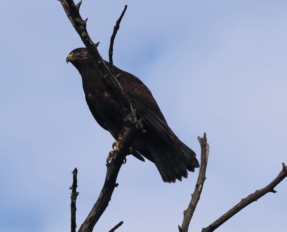 káně širokokřídlá - ML645867956