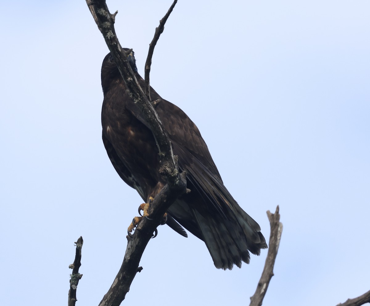 káně širokokřídlá - ML645867958