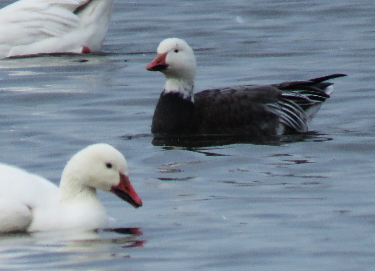 Snow Goose - ML645867960