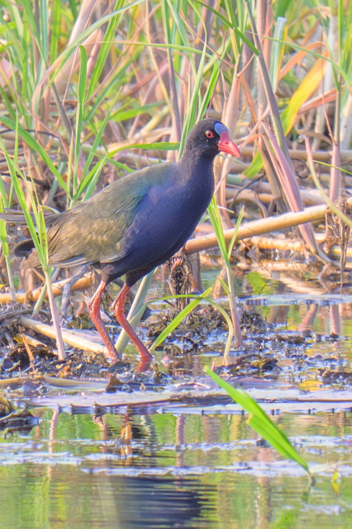 Allen's Gallinule - ML645867975