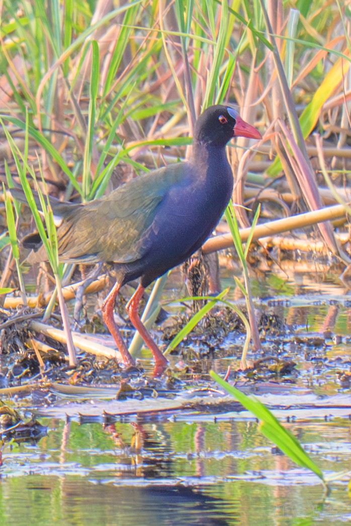 Allen's Gallinule - ML645867976