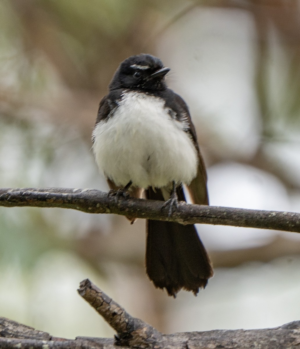 Willie-wagtail - ML645867977