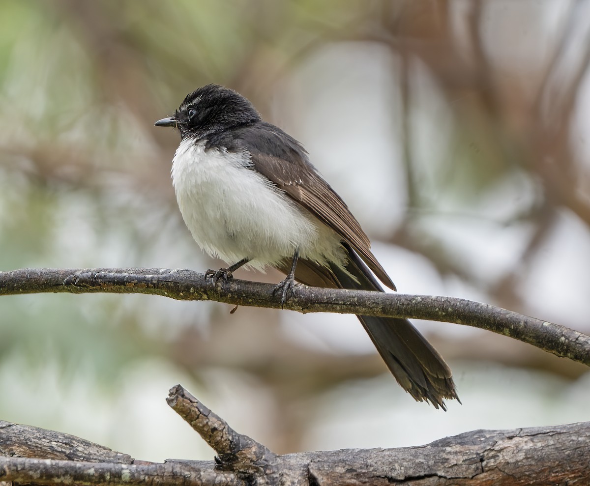 Willie-wagtail - ML645867978