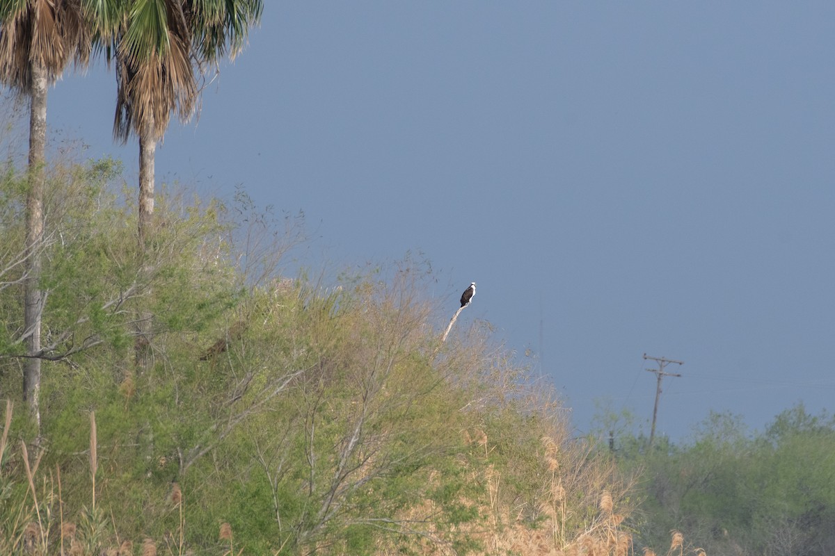 Osprey - ML645867979