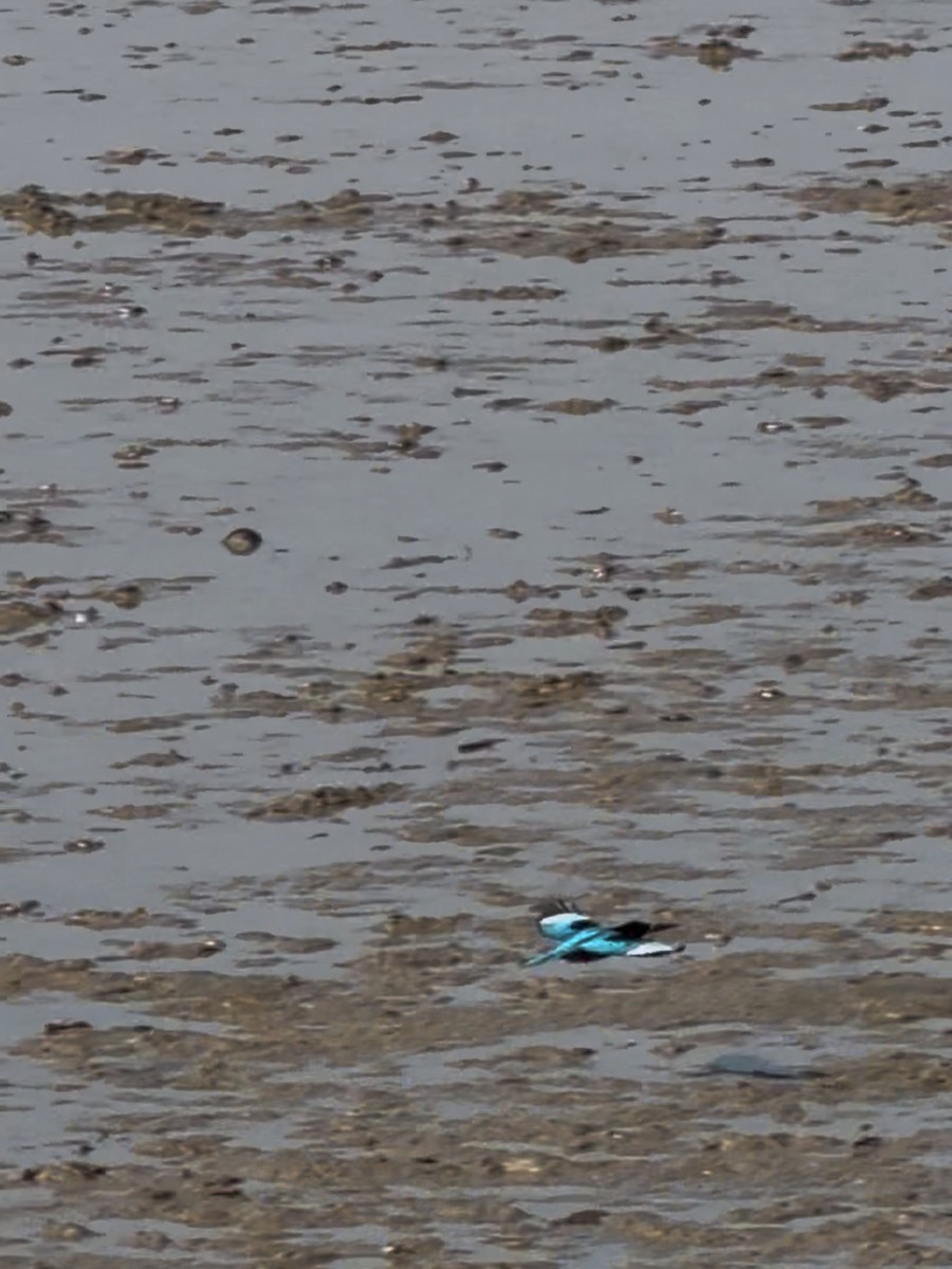 White-throated Kingfisher - ML645867980