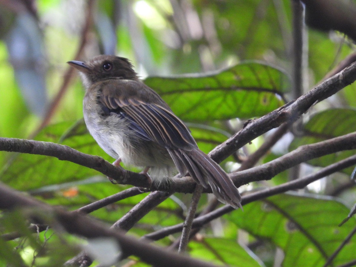 Brownish Twistwing - ML645867983