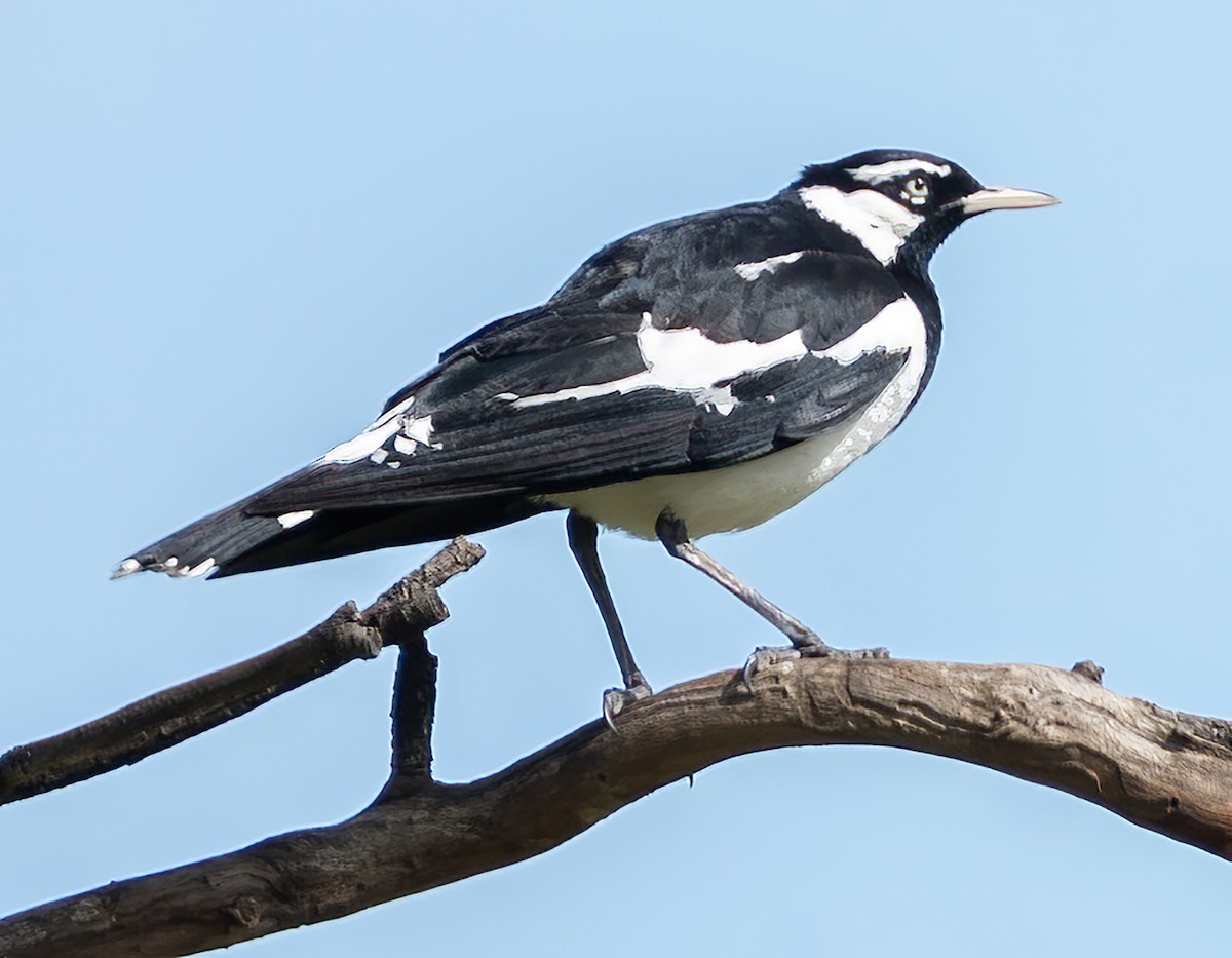 Magpie-lark - ML645867987
