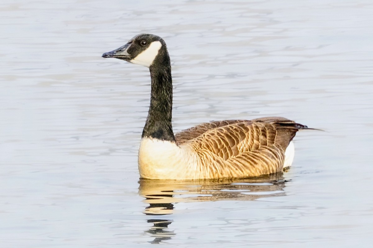 Canada Goose - ML645867988